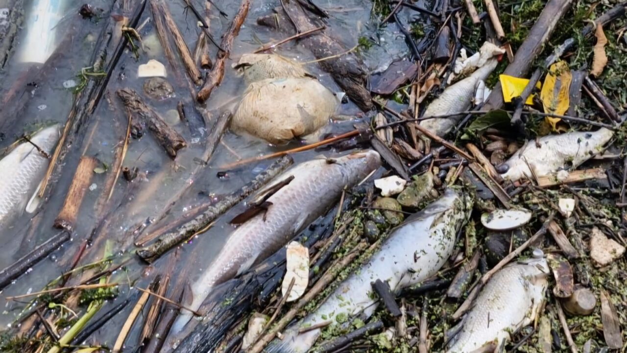 MORTANDAD DE PECES EN EL RIO CAZONES
