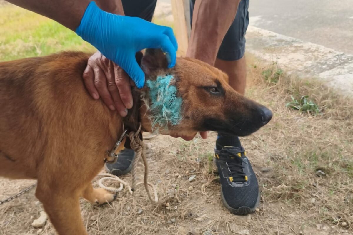 DETECTAN POSIBLE CASO DE GUSANO BARRENADOR EN CAZONES