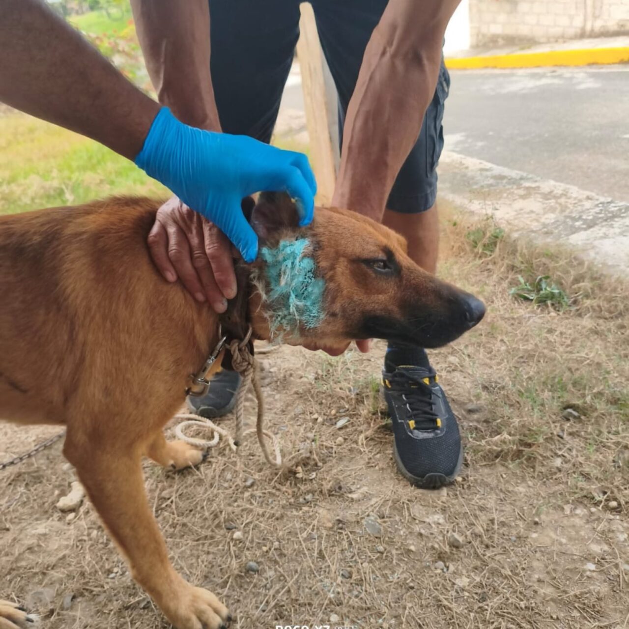 DETECTAN POSIBLE CASO DE GUSANO BARRENADOR EN CAZONES
