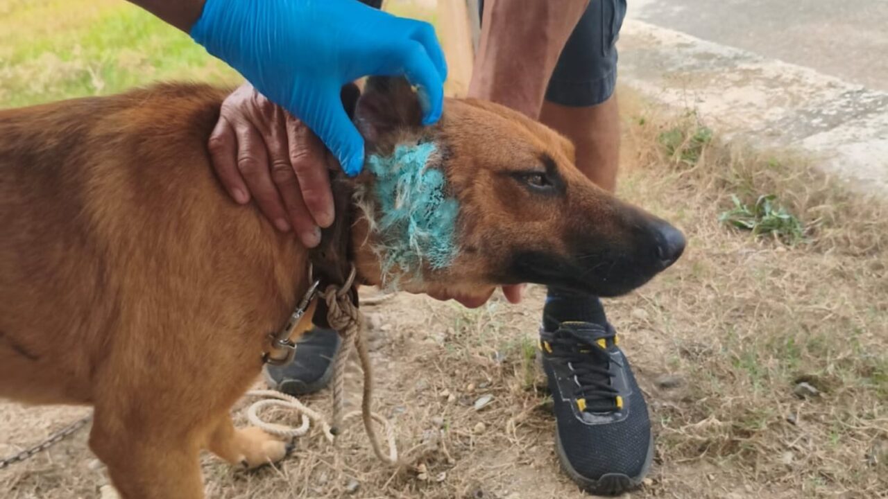 DETECTAN POSIBLE CASO DE GUSANO BARRENADOR EN CAZONES